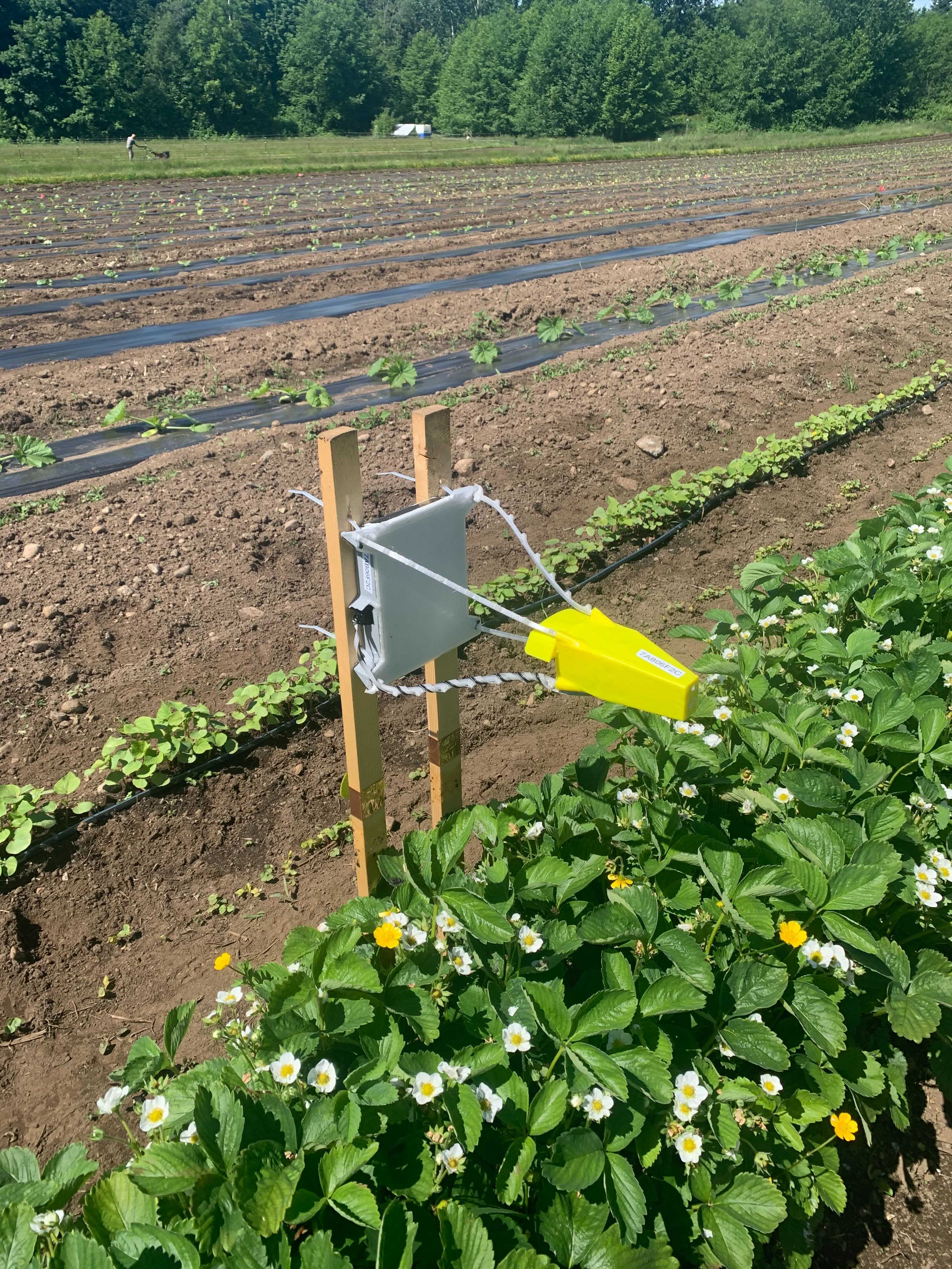 Sticky Pi at the UBC Research Farm